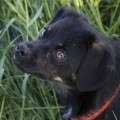 Bimbo - adoptiert in Deutschland