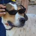 Homero - adoptiert in Spanien