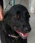 Kyto - adoptiert in Belgien