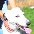 Lusi - adoptiert in Deutschland