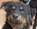 Bosco - adoptiert in Spanien