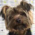 Brey - adoptiert in Spanien
