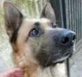 Zuka - adoptiert in Deutschland
