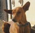Gabi - hübscher Podenco-Rüde! - adoptiert in Spanien