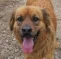 Simba - adoptiert in Deutschland