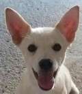 Gotti - adoptiert in Deutschland