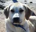 Nala - adoptiert in Spanien