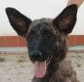 Selva - adoptiert in Spanien