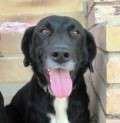 Fosca - adoptiert in Spanien