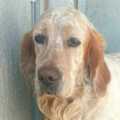 Harry - freundlicher Setter