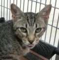 Guita - adoptiert in Spanien