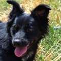 Luci - adoptiert in Deutschland