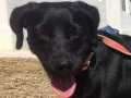 Shelma - adoptiert in der Schweiz