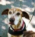 Lila - adoptiert in Deutschland