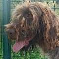 Coco - adoptiert in Deutschland