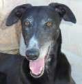 Aksar - adoptiert in Spanien