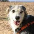 Roc - adoptiert in Deutschland