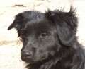 Timon - adoptiert in der Schweiz