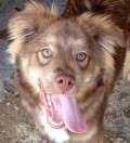 Bill - adoptiert in Spanien