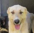 Robin - adoptiert in Spanien