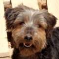 Robin - adoptiert in Spanien