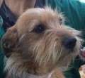 Sherpa - adoptiert in Deutschland