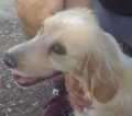 Vainilla - adoptiert in Spanien