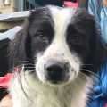 Tris - adoptiert in Spanien