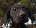Tinkerbell - adoptiert in Deutschland